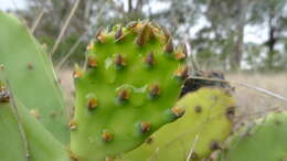 Image of Opuntia dillenii