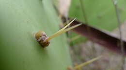 Image of Opuntia dillenii