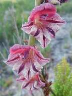 Image of Gladiolus guthriei F. Bolus