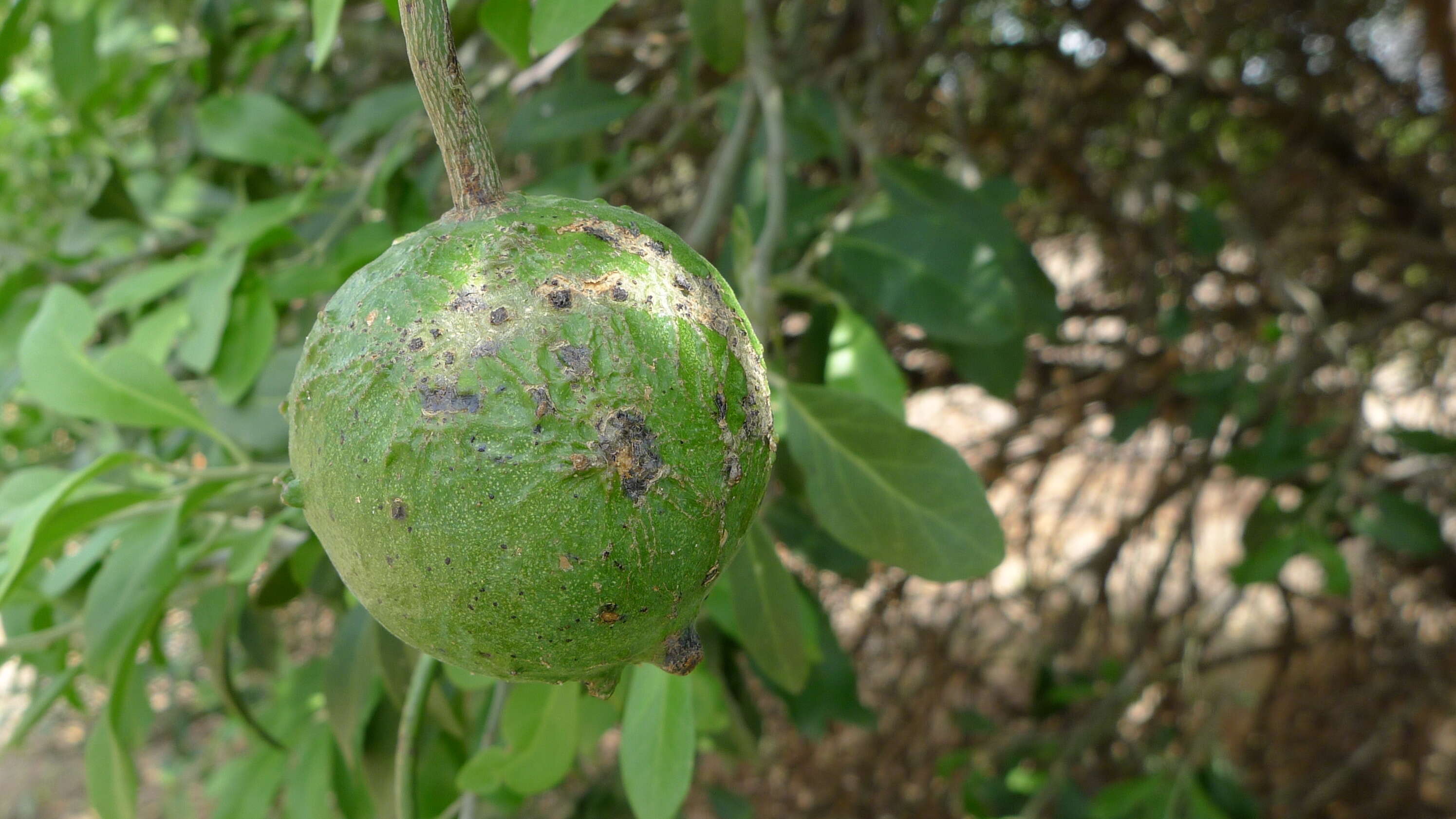 Image de Capparis mitchellii Lindl.