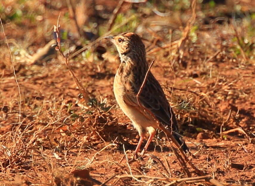 Image of Mirafra africana transvaalensis Hartert 1900