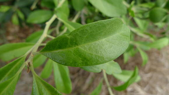 Image de Capparis mitchellii Lindl.