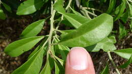 Image de Capparis mitchellii Lindl.