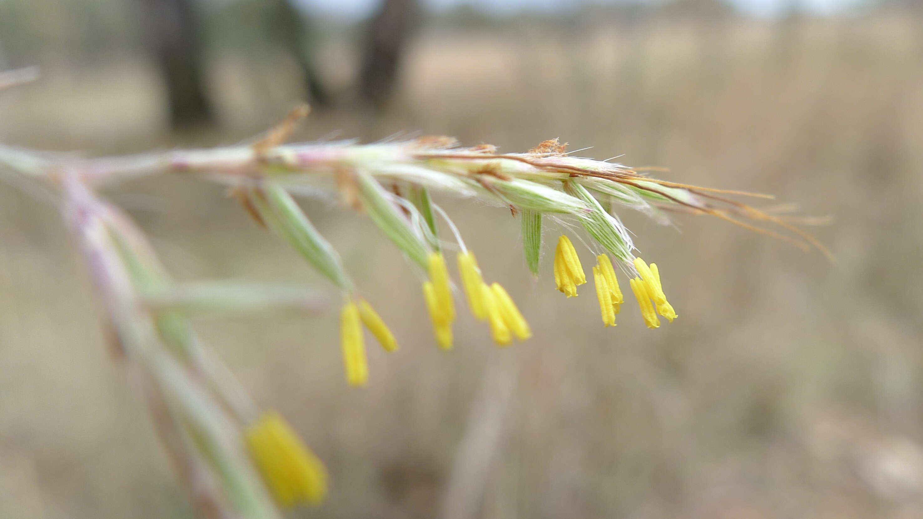 Plancia ëd Hyparrhenia hirta (L.) Stapf