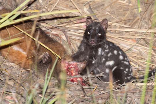 Image of quoll