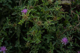 Image de Centaurea perrottettii DC.