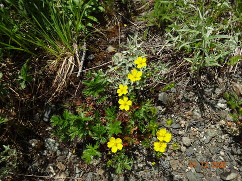 Image of Drummond's cinquefoil