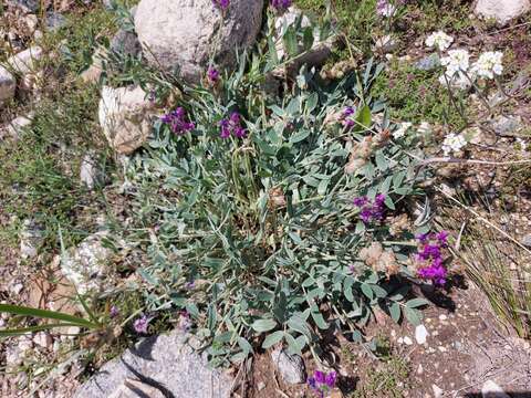 Image de Oxytropis nitens Turcz.