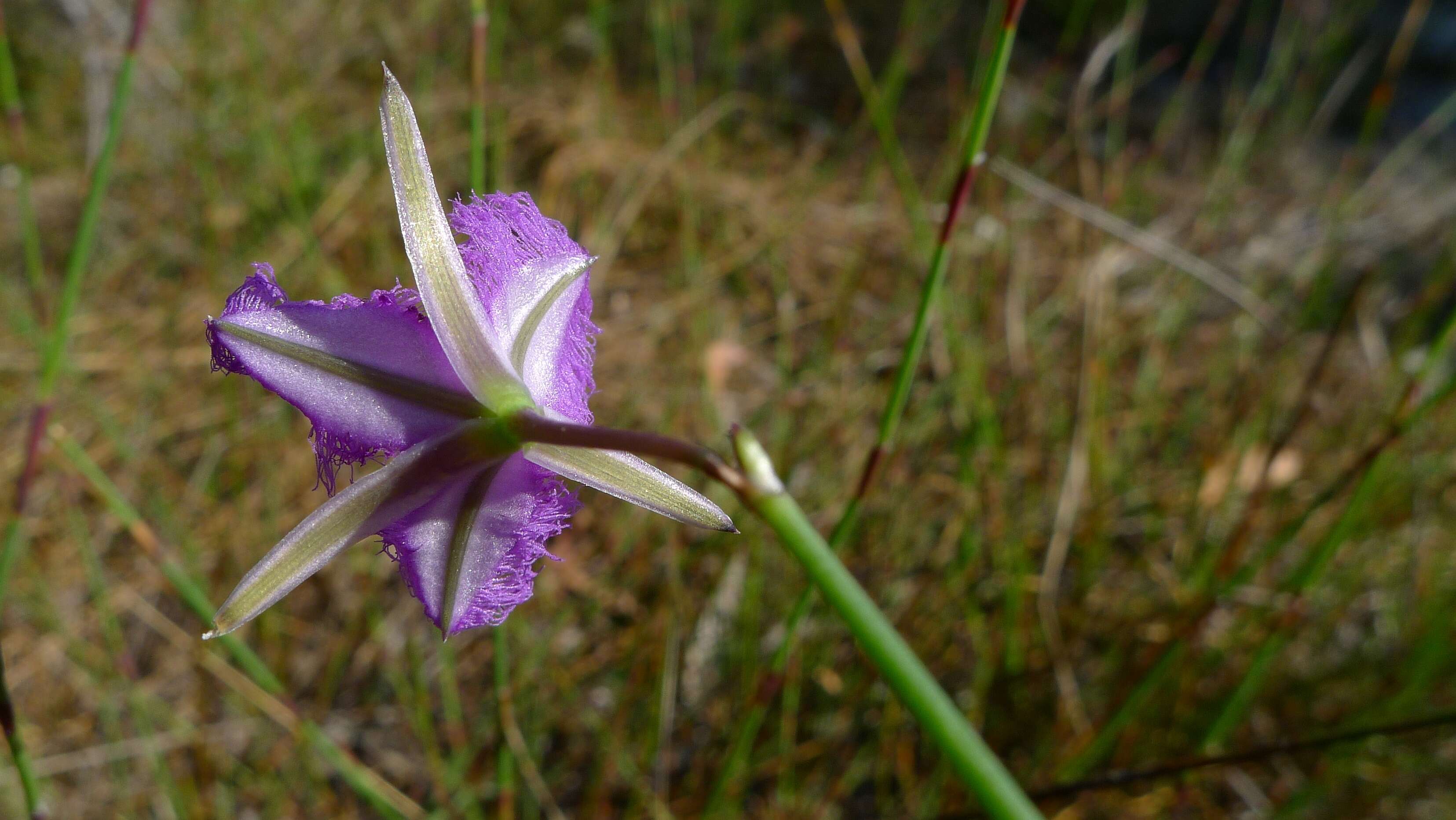 Image of Thysanotus juncifolius (Salisb.) J. H. Willis & Court