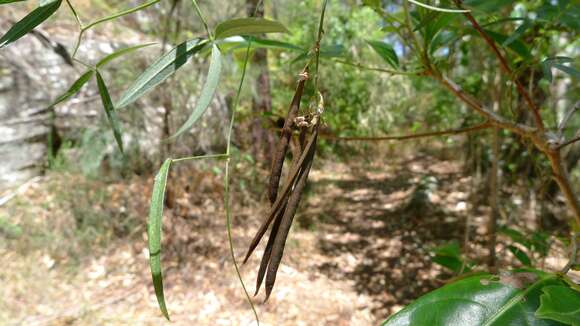 Image of Glycine clandestina Wendl.