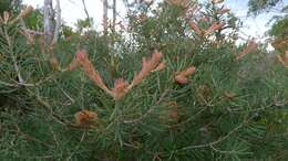 Imagem de Banksia marginata Cav.