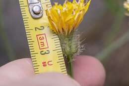 Image of Crepis commutata (Spreng.) W. Greuter