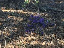 Image of Holly-leaved Hovea