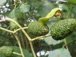 Image of Alder Tongue Gall