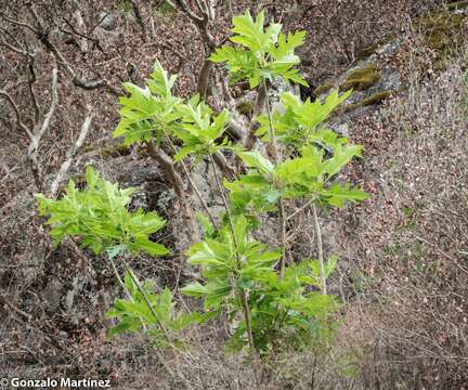 Image of oakleaf carica