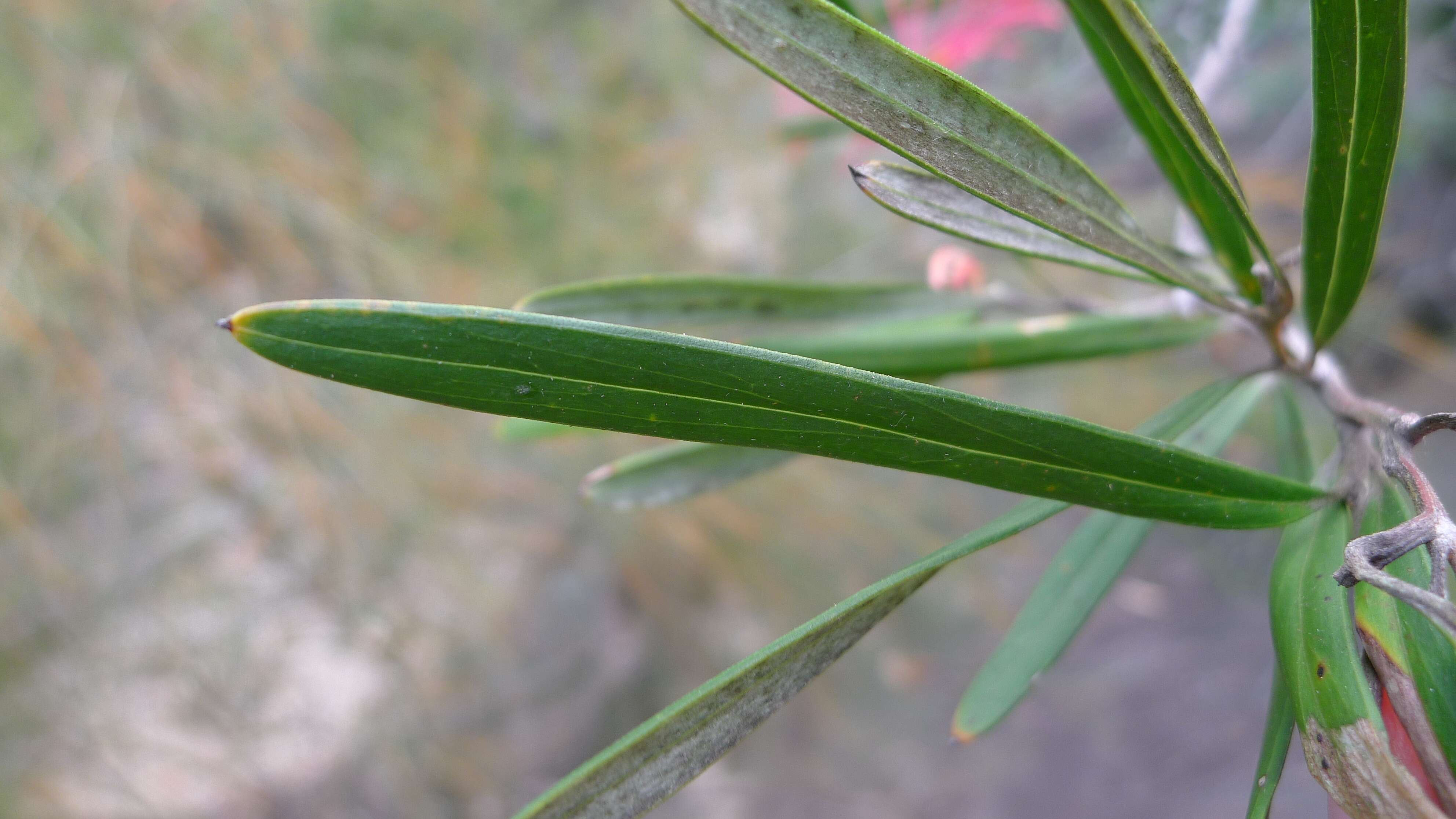 Imagem de Grevillea oleoides Sieber ex Schult.