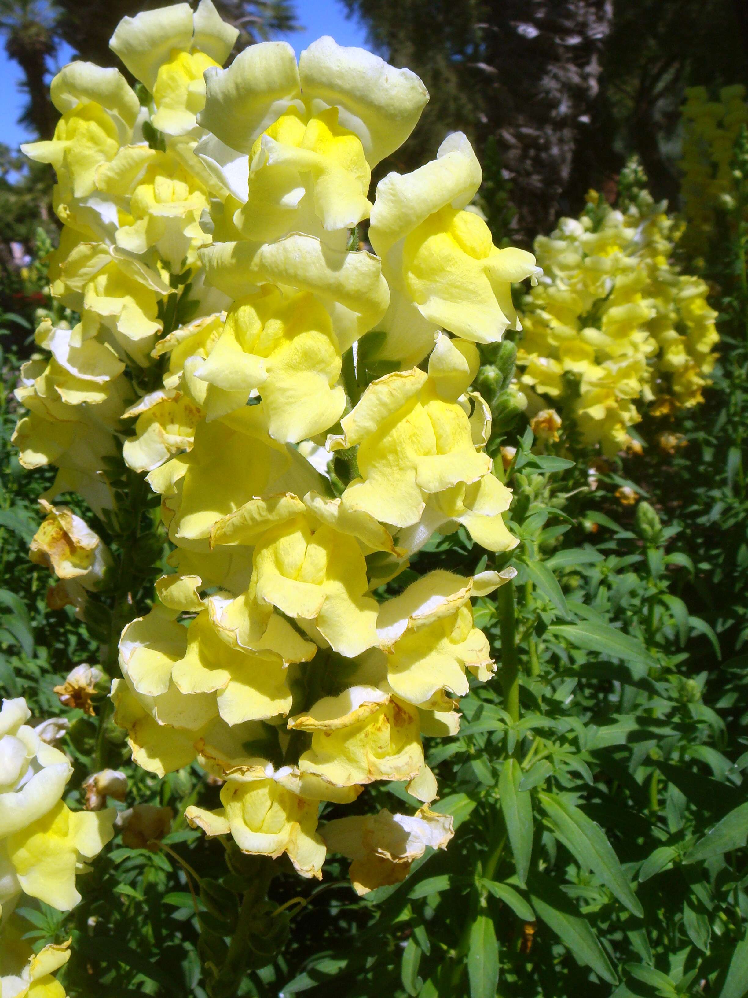 Image of garden snapdragon