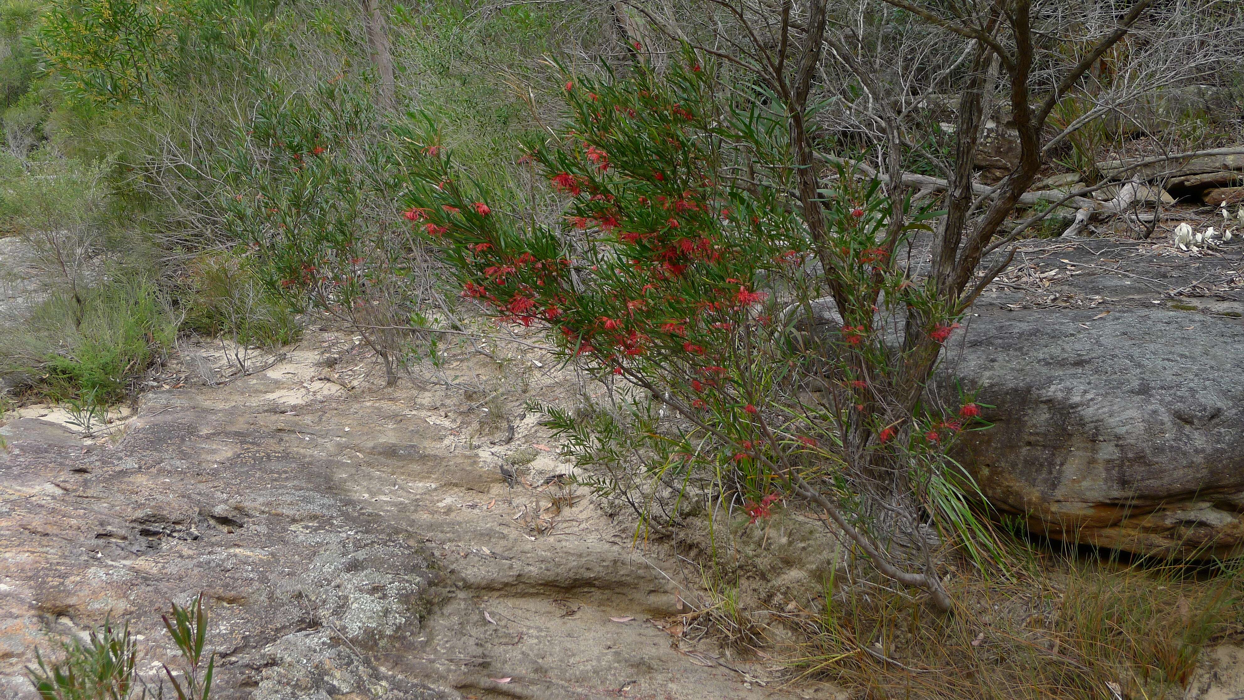 Imagem de Grevillea oleoides Sieber ex Schult.