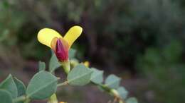 Sivun Bossiaea rhombifolia DC. kuva