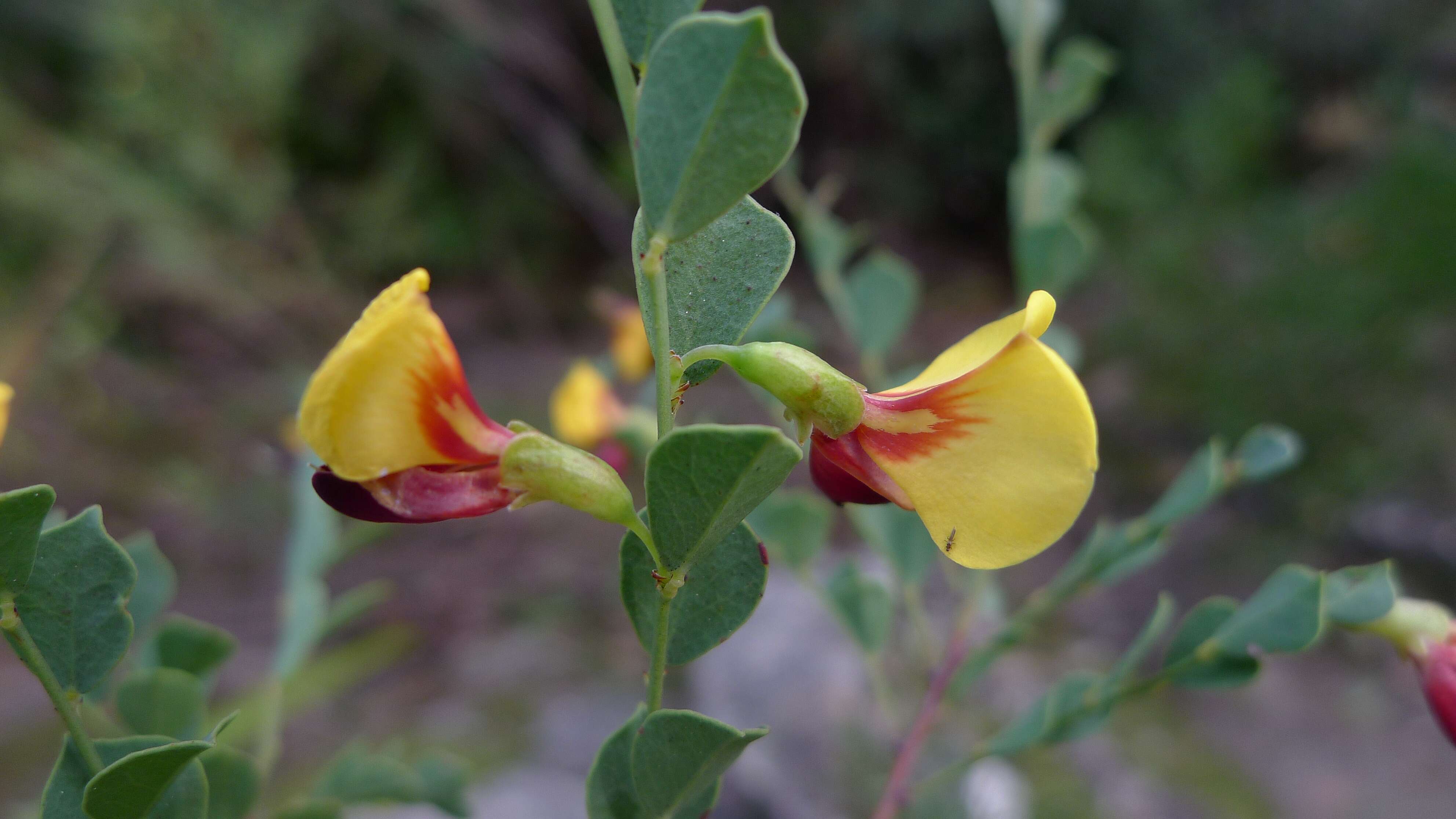 Sivun Bossiaea rhombifolia DC. kuva