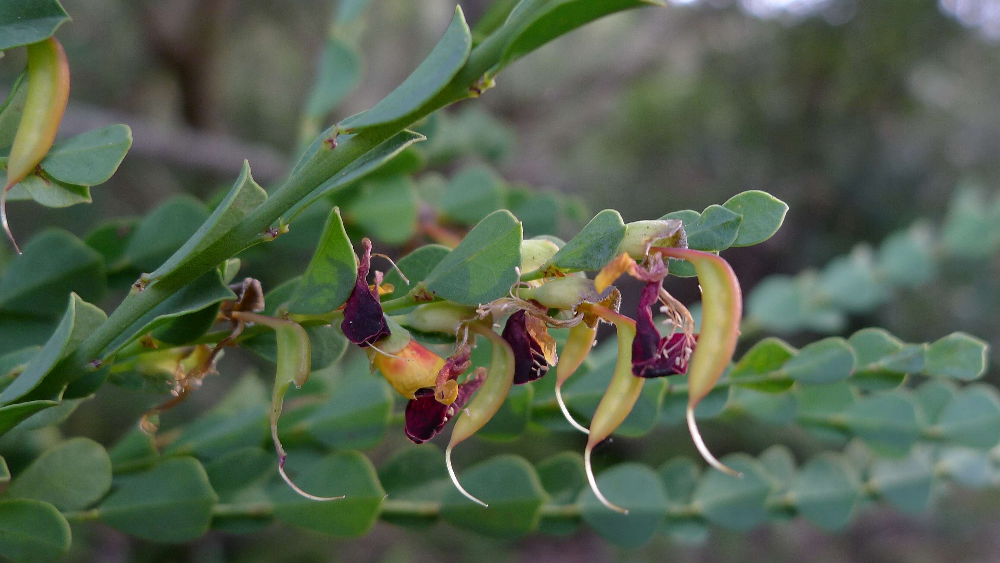 Sivun Bossiaea rhombifolia DC. kuva