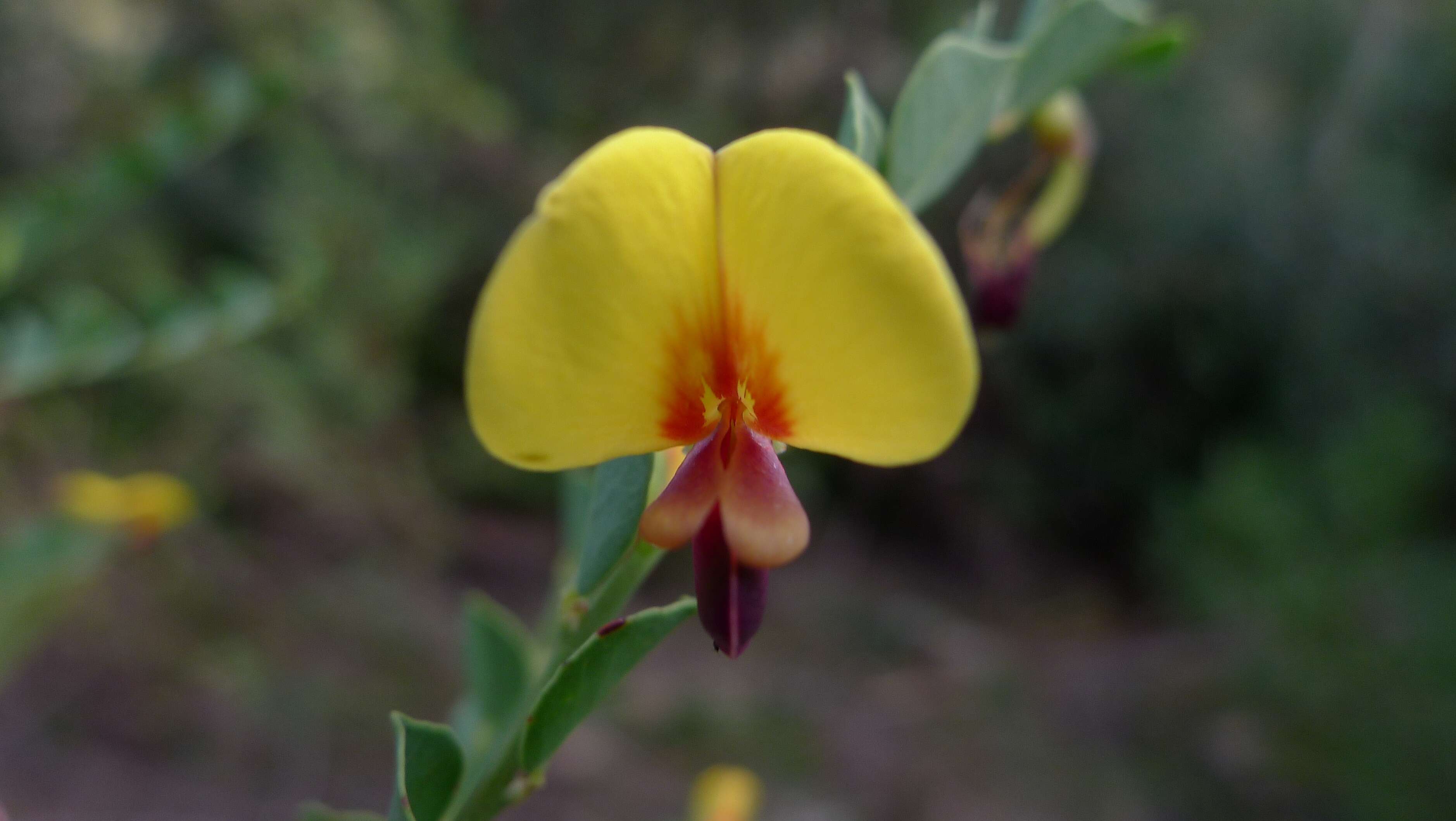 Sivun Bossiaea rhombifolia DC. kuva