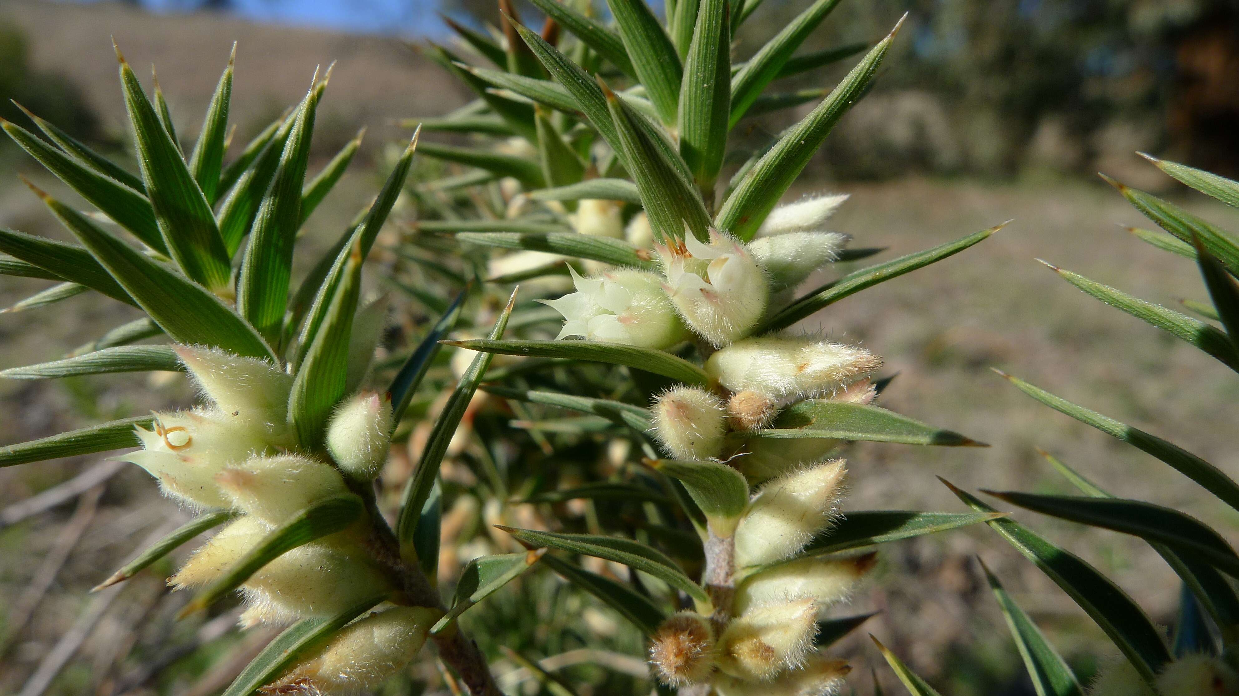 Image of Melichrus urceolatus R. Br.