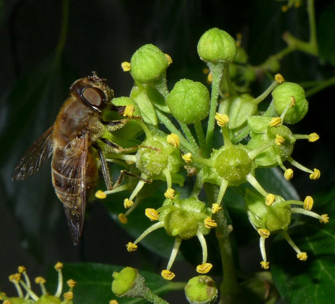 Image of Tapered Drone Fly