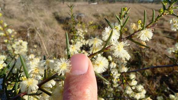 Image of early wattle