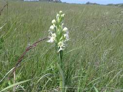 Image of Western prairie fringed orchid