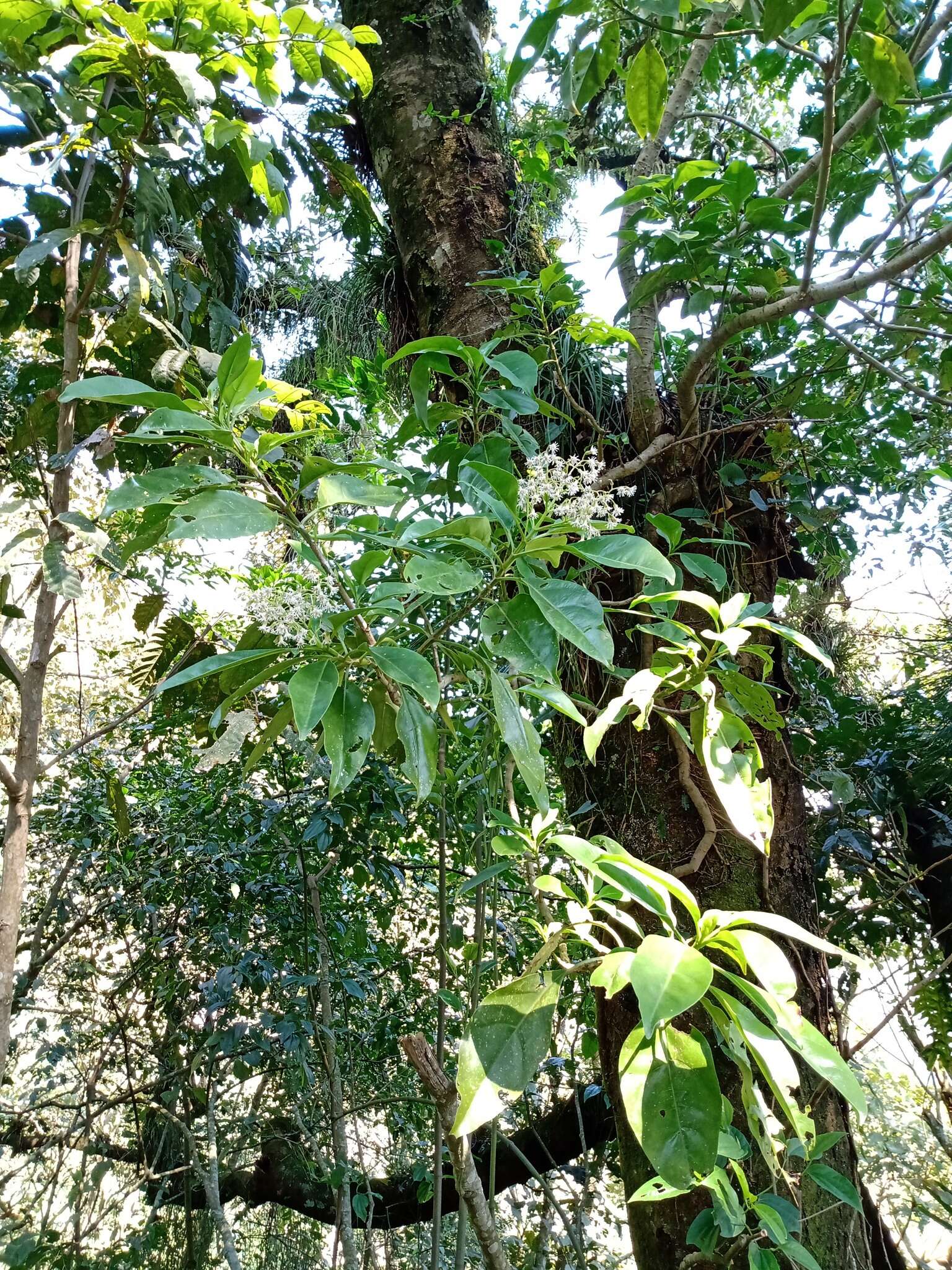 Image of Neomirandea araliifolia (Less.) R. King & H. Rob.