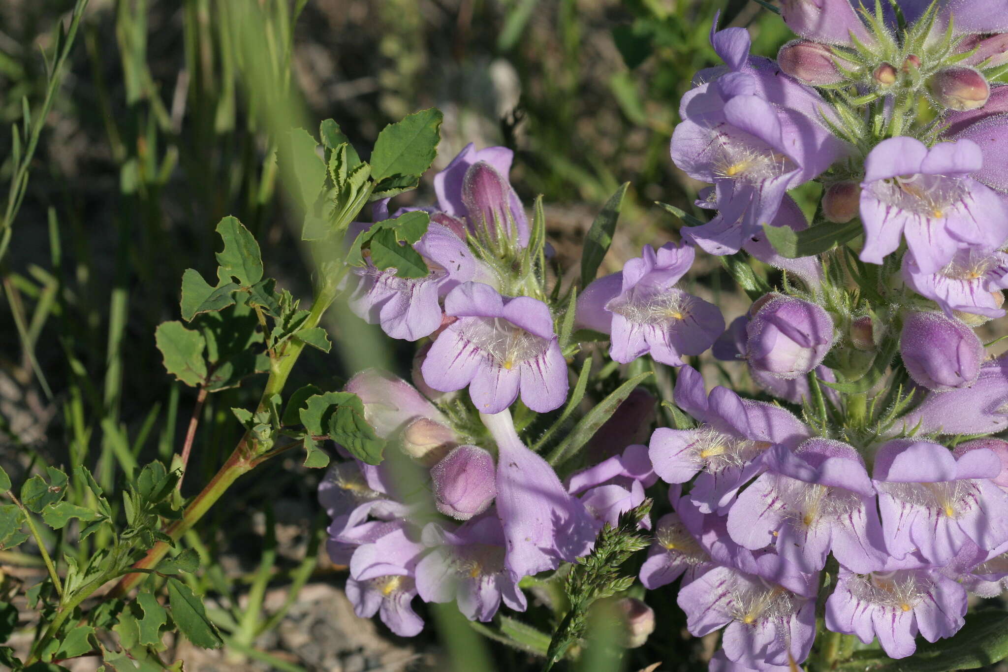 Image of fuzzytongue penstemon