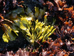 Image of Pelvetiopsis limitata
