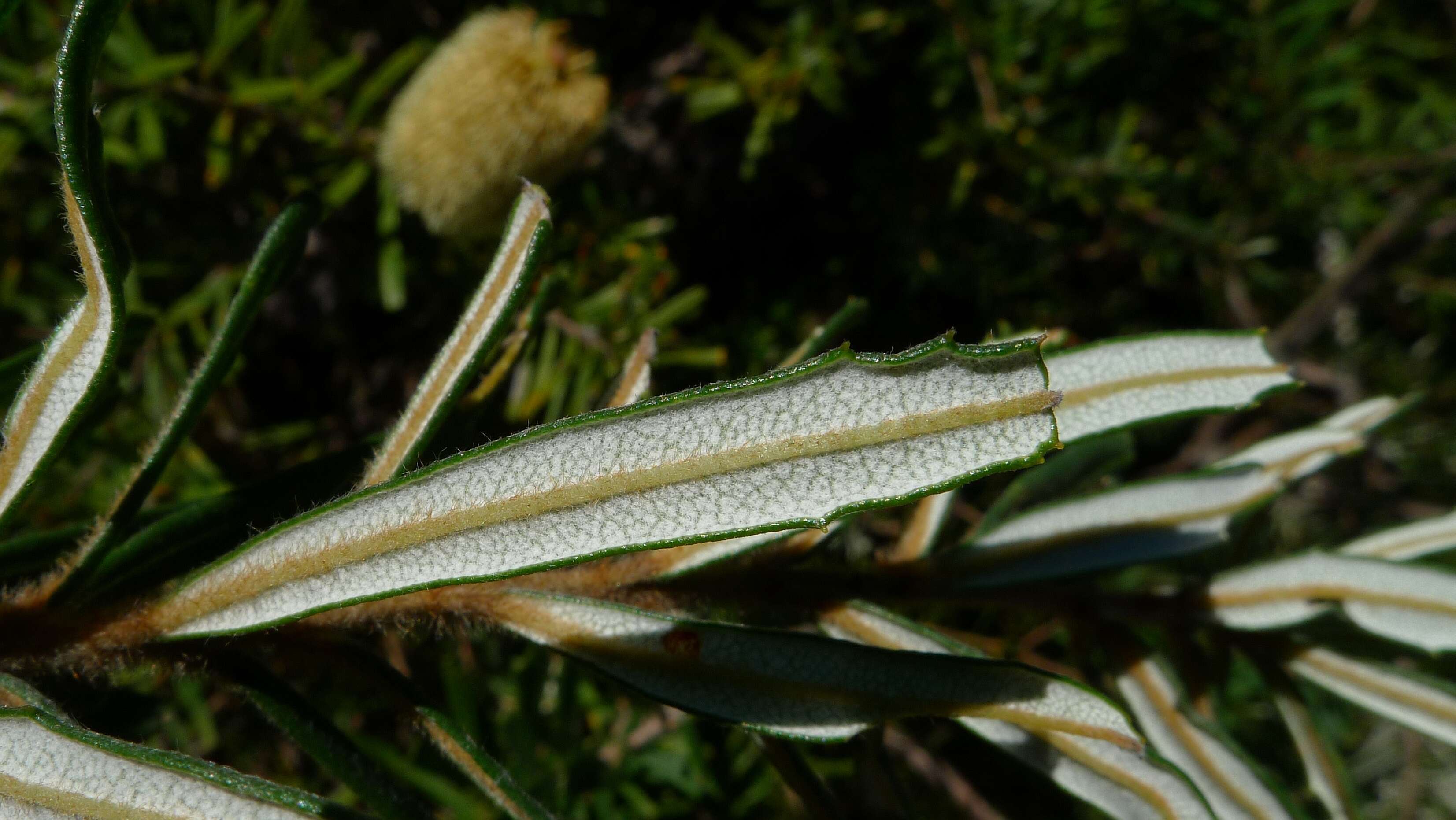 Imagem de Banksia marginata Cav.