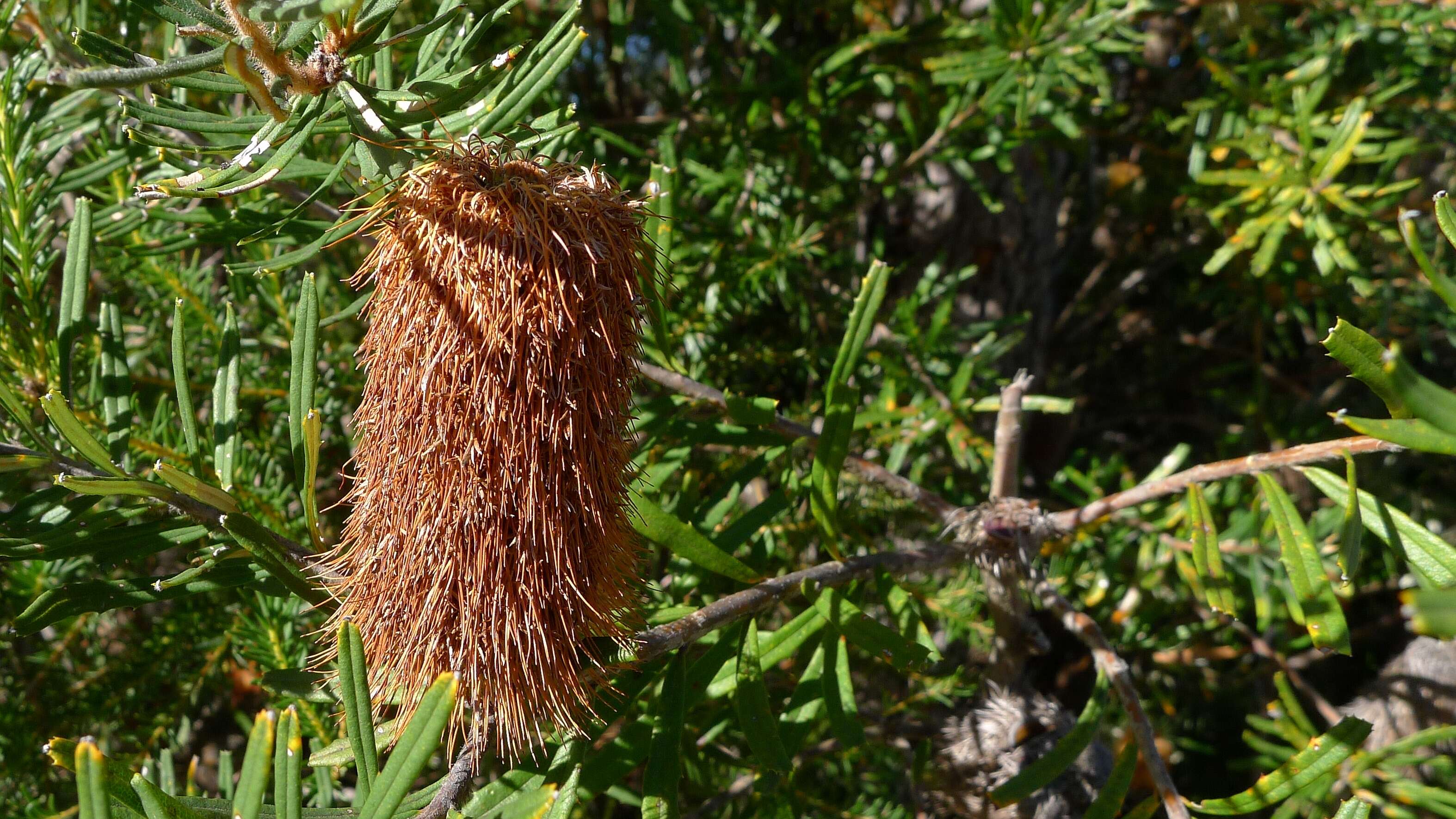 Image of silver banksia