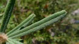 Image of silver banksia