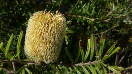 Image of silver banksia