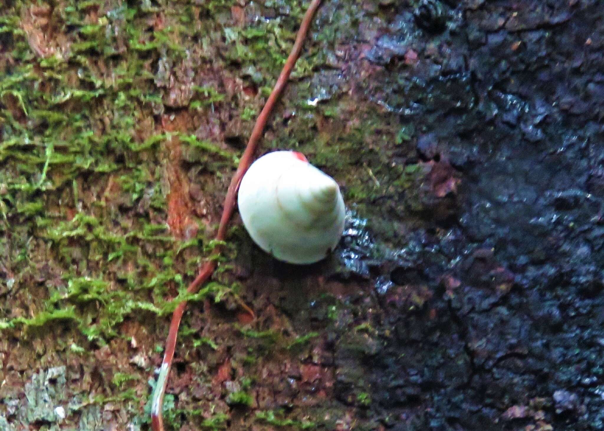 Imagem de Oxychona maculata