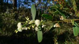 Acacia myrtifolia (Sm.) Willd. resmi