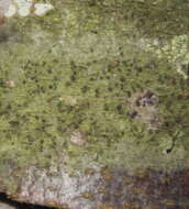 Image of dotted lichen