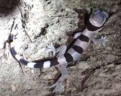 Image of Hemidactylus fasciatus Gray 1842