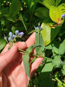 Image of northern bluebells