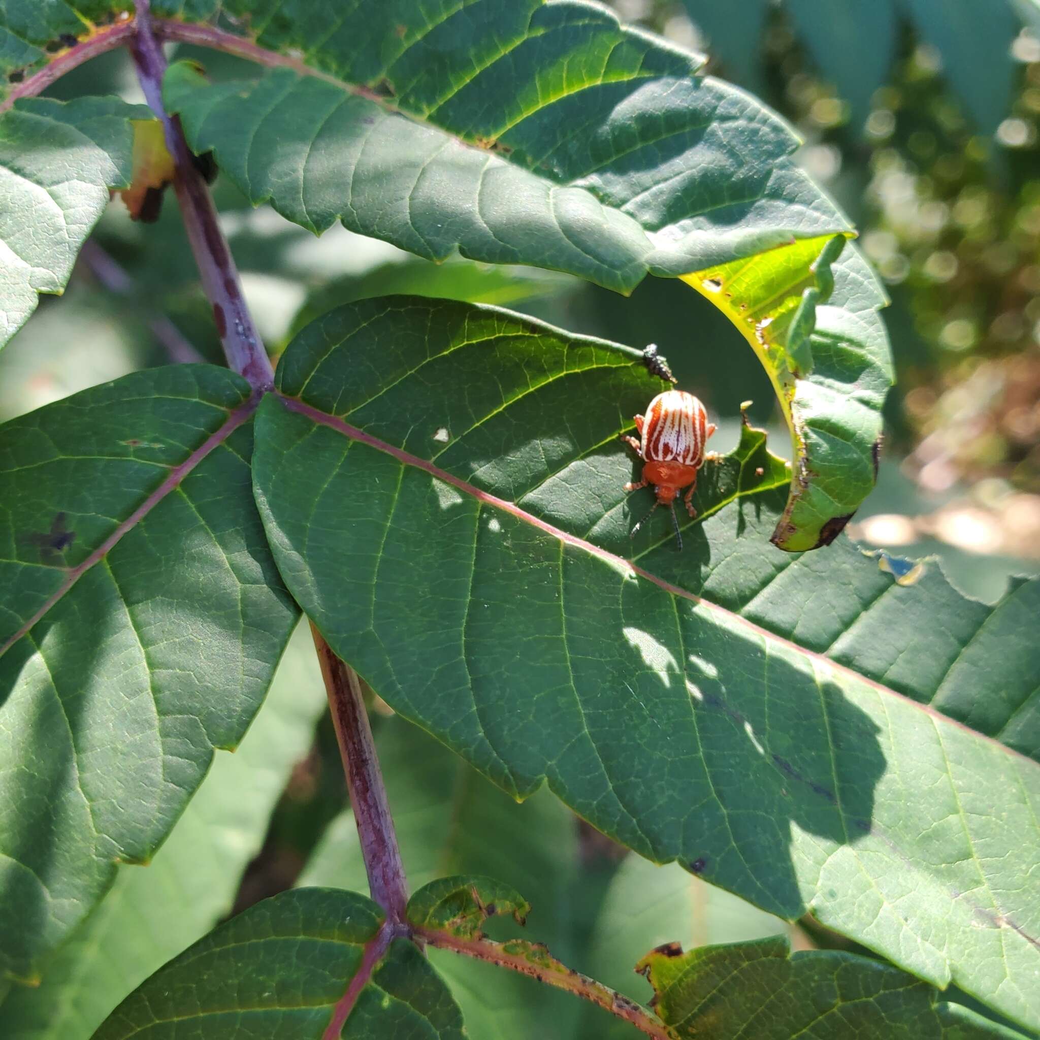 Image of Sumac Flea Beetle