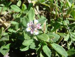 Plancia ëd Phyla nodiflora (L.) Greene