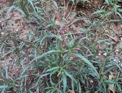 Image of African amaranth