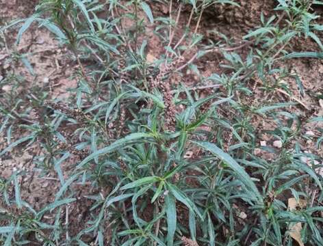 Imagem de Amaranthus muricatus (Moquin-Tandon) Hieronymus