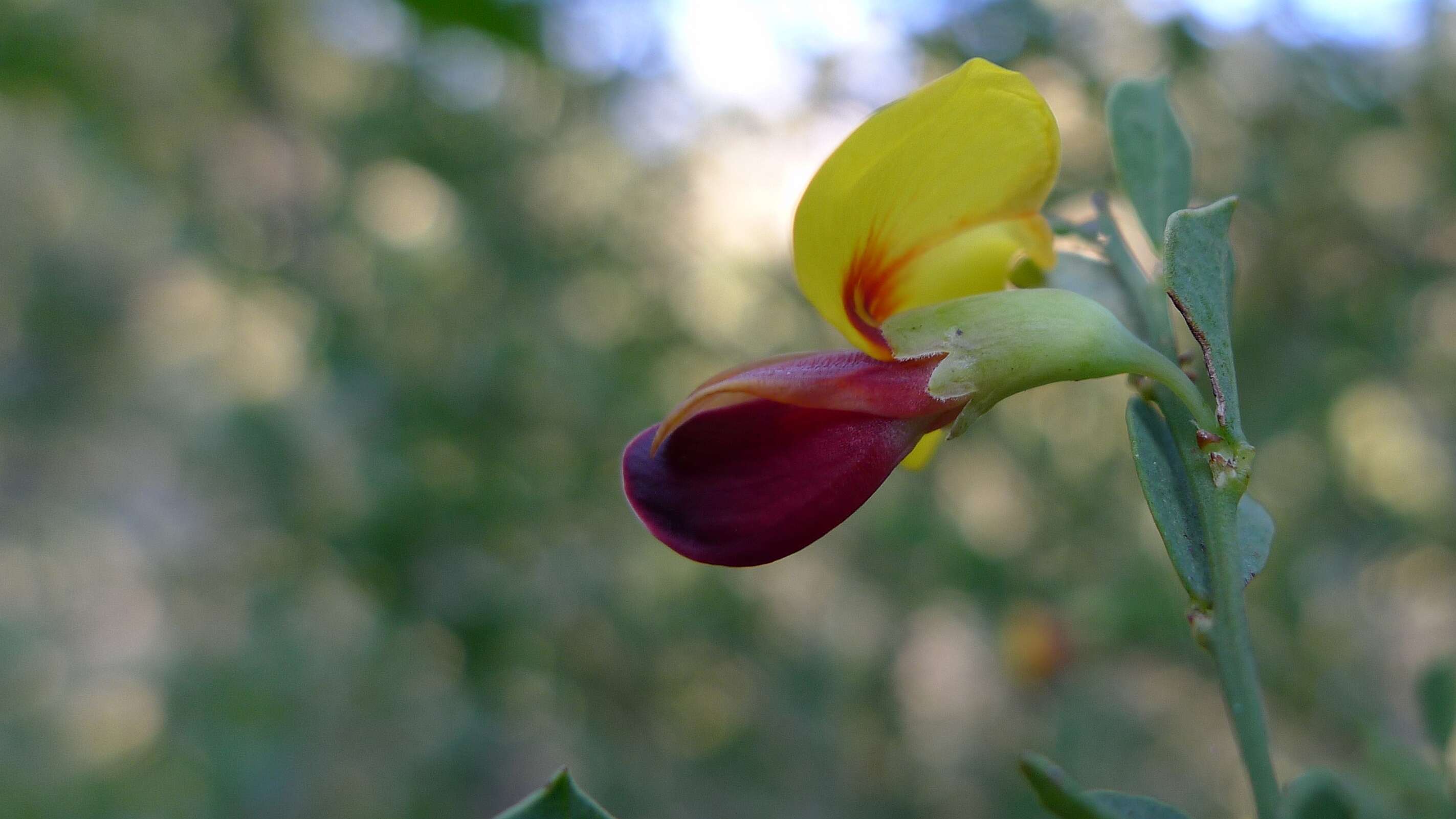 Sivun Bossiaea rhombifolia DC. kuva