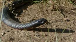 Image of red-bellied black snake