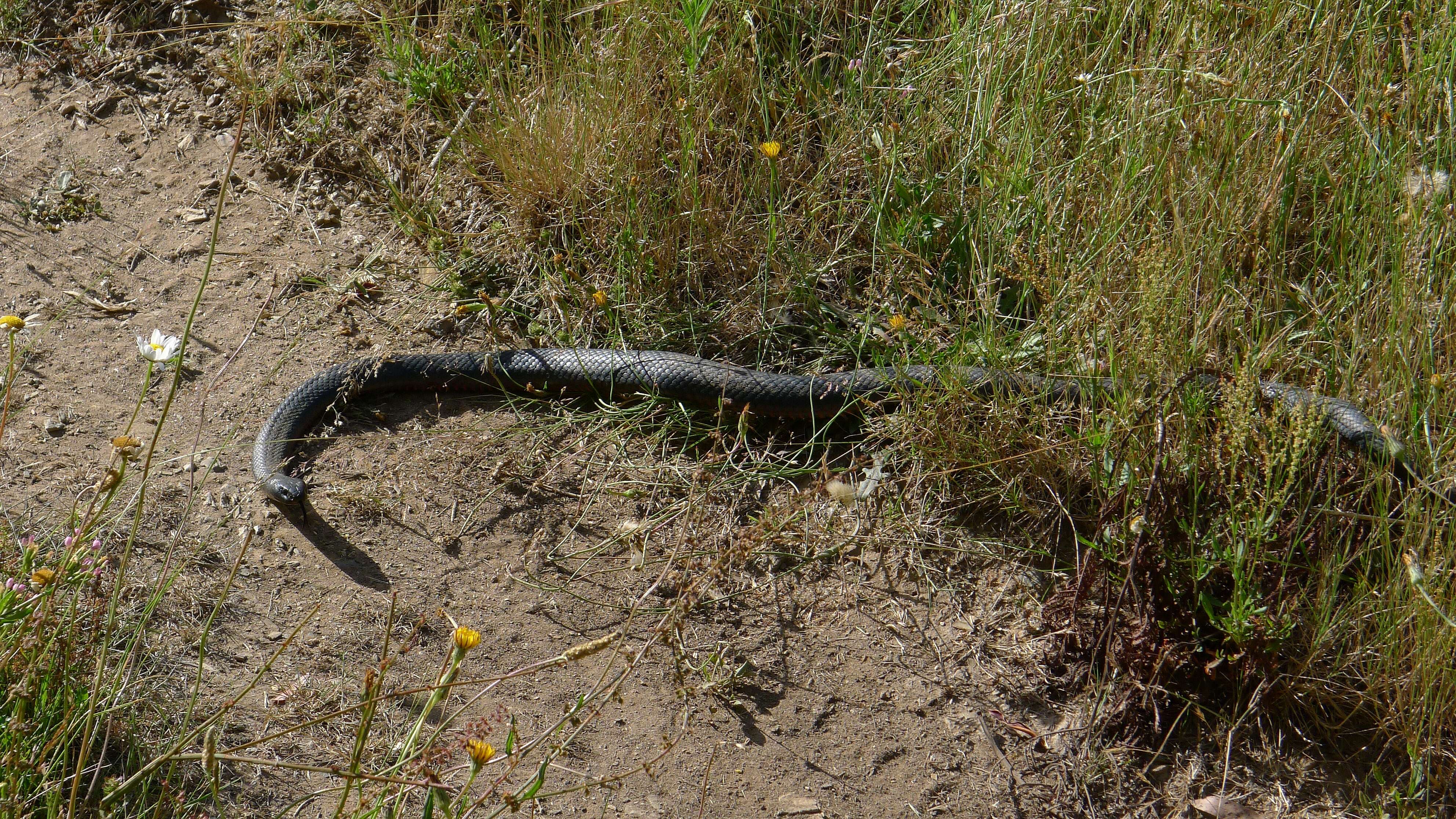 Image of red-bellied black snake