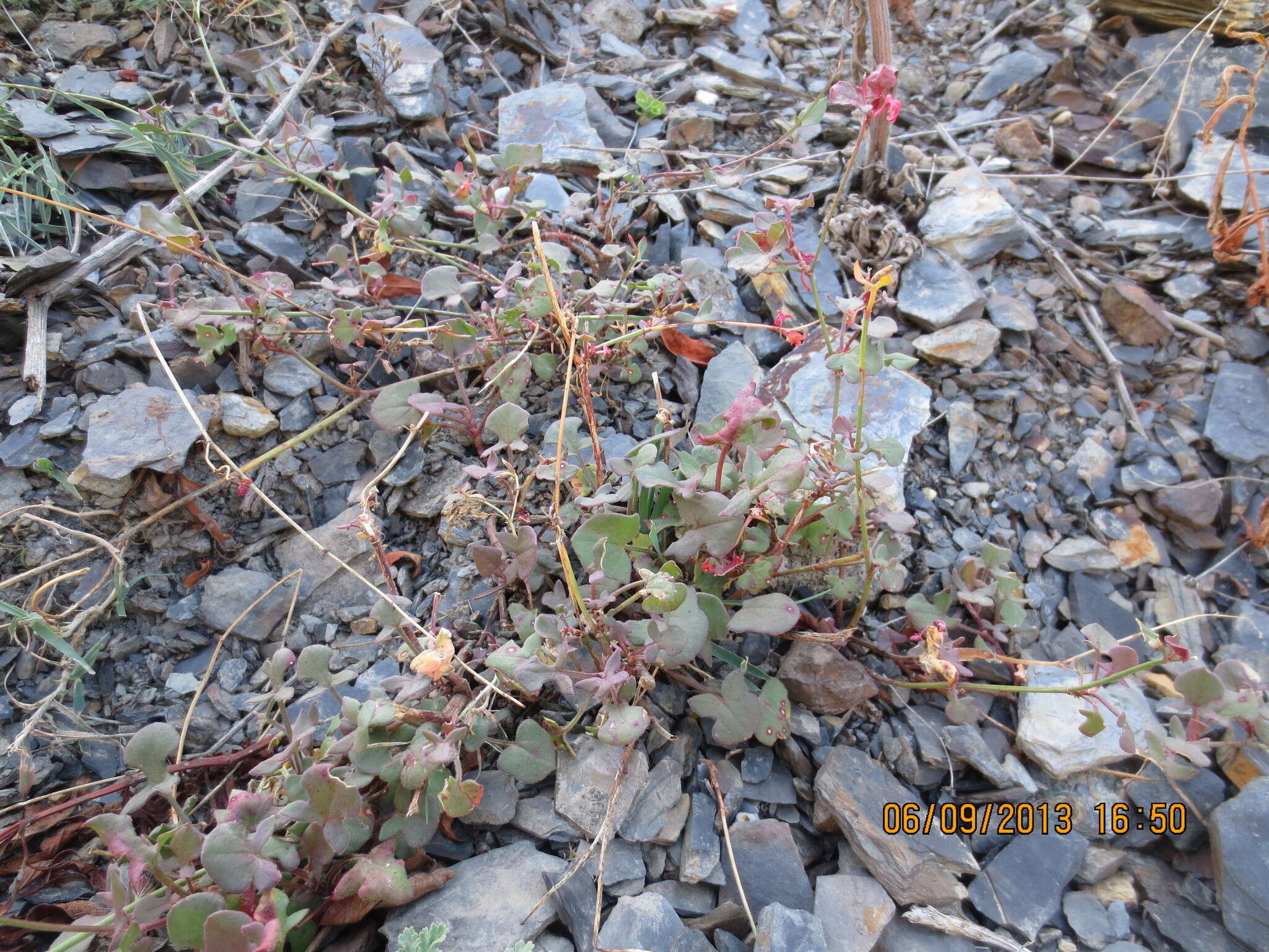 Rumex scutatus L. resmi